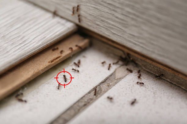 Best Termite Control Services  in Janesville, IA