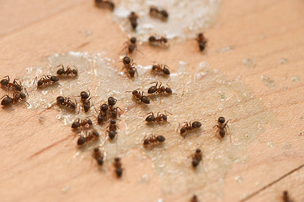 Best Exterminator Services  in Janesville, IA