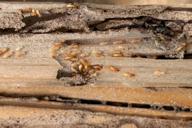 Best Wildlife Control Services  in Janesville, IA